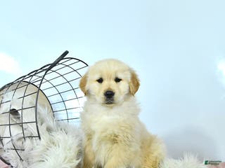 Golden Retriever dogs Cooper - Ad 7