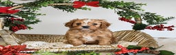 Cavapoo dogs for sale: Dancer - Ad 1
