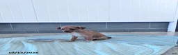 Chihuahua dogs for sale: Butterscotch - Ad 9
