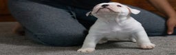 English Bulldog dogs for sale: Diesel - Ad 4