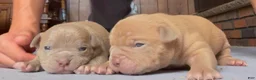 American Bully dogs for sale: Romeo - Ad 3