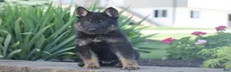 German Shepherd dogs for sale: Cooper - Ad 4
