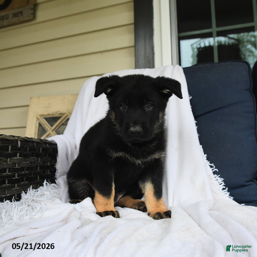 German Shepherd dogs for sale: Otto - Ad 4