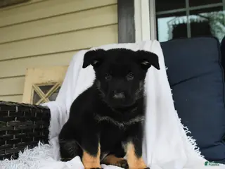 German Shepherd dogs for sale: Otto - Ad 4