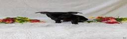 Chihuahua dogs for sale: Batman  - Ad 5