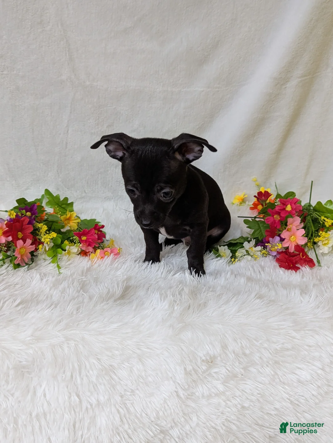 Chihuahua dogs for sale: Batman  - Ad 5