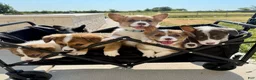 Welsh Corgi Pembroke dogs for sale: Glory - Ad 4