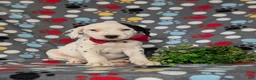 Dalmatian dogs for sale: Jordan - Ad 3