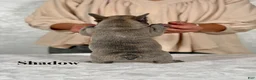French Bulldog dogs for sale: Shadow - Ad 2