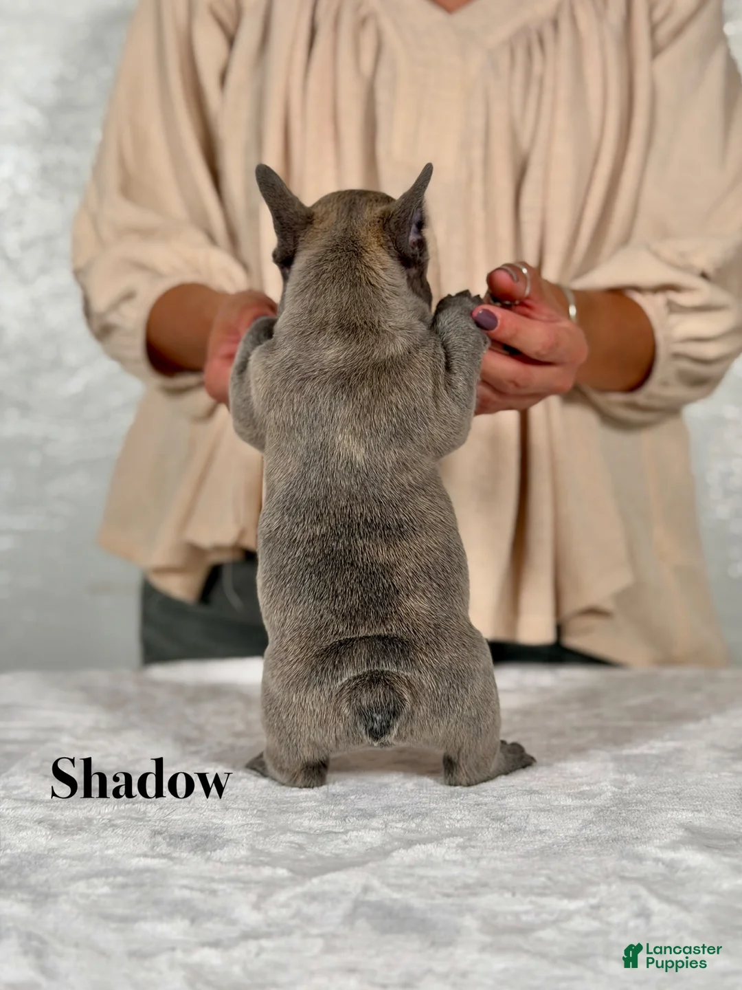 French Bulldog dogs for sale: Shadow - Ad 2