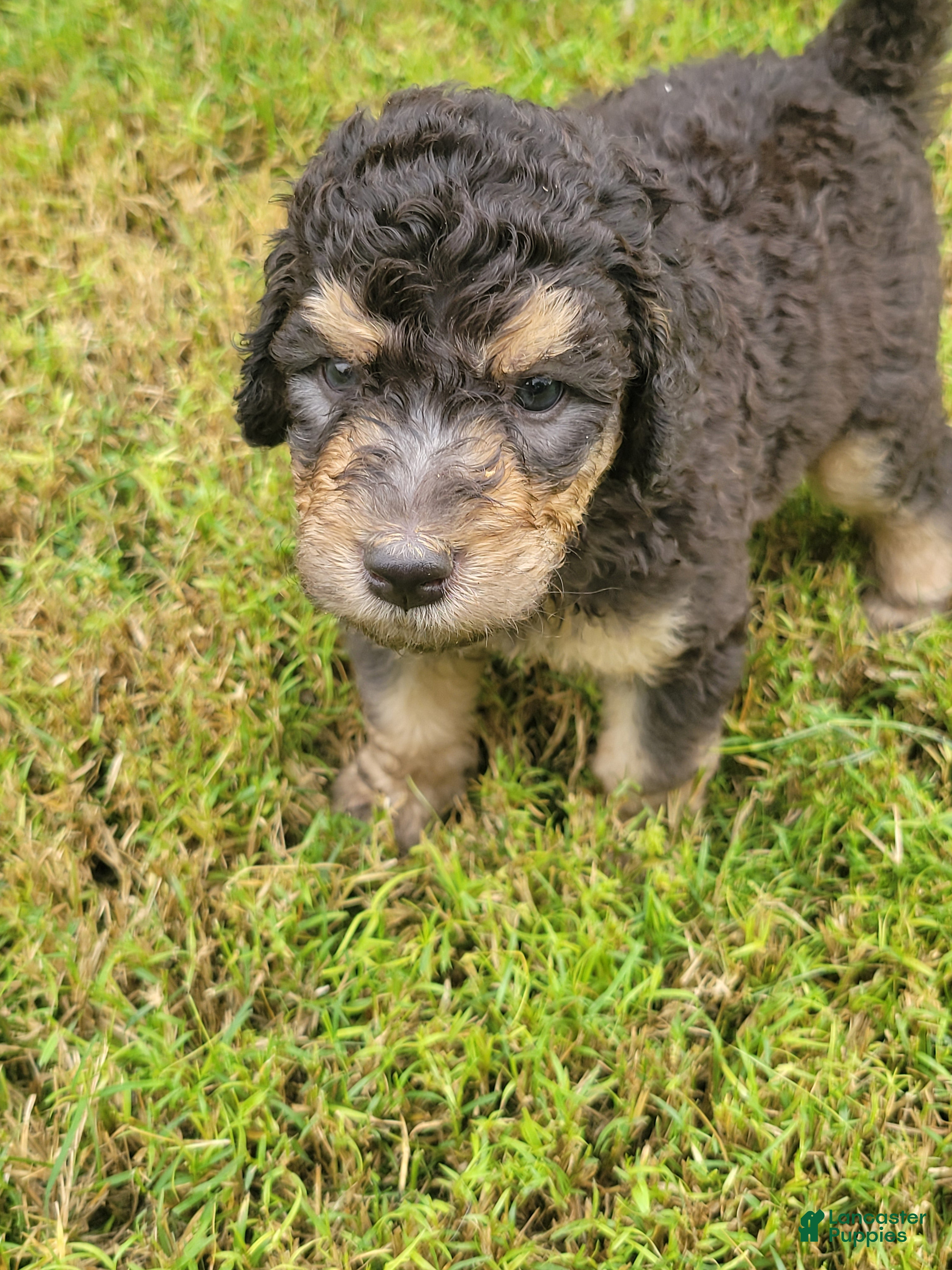 Aussiedoodle dogs for sale: F1b Aussiedoodle Pumbaa - Ad 16