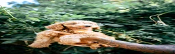 Goldendoodle dogs for sale: Onyx - Ad 5