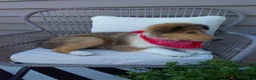 Collie dogs for sale: Milo - Ad 3
