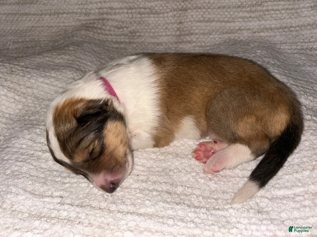 Collie dogs for sale: Annie - reserved for Barbara (VT) - Ad 1