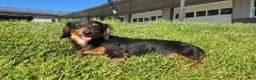 Miniature Dachshund dogs for sale: Rylie - Ad 11