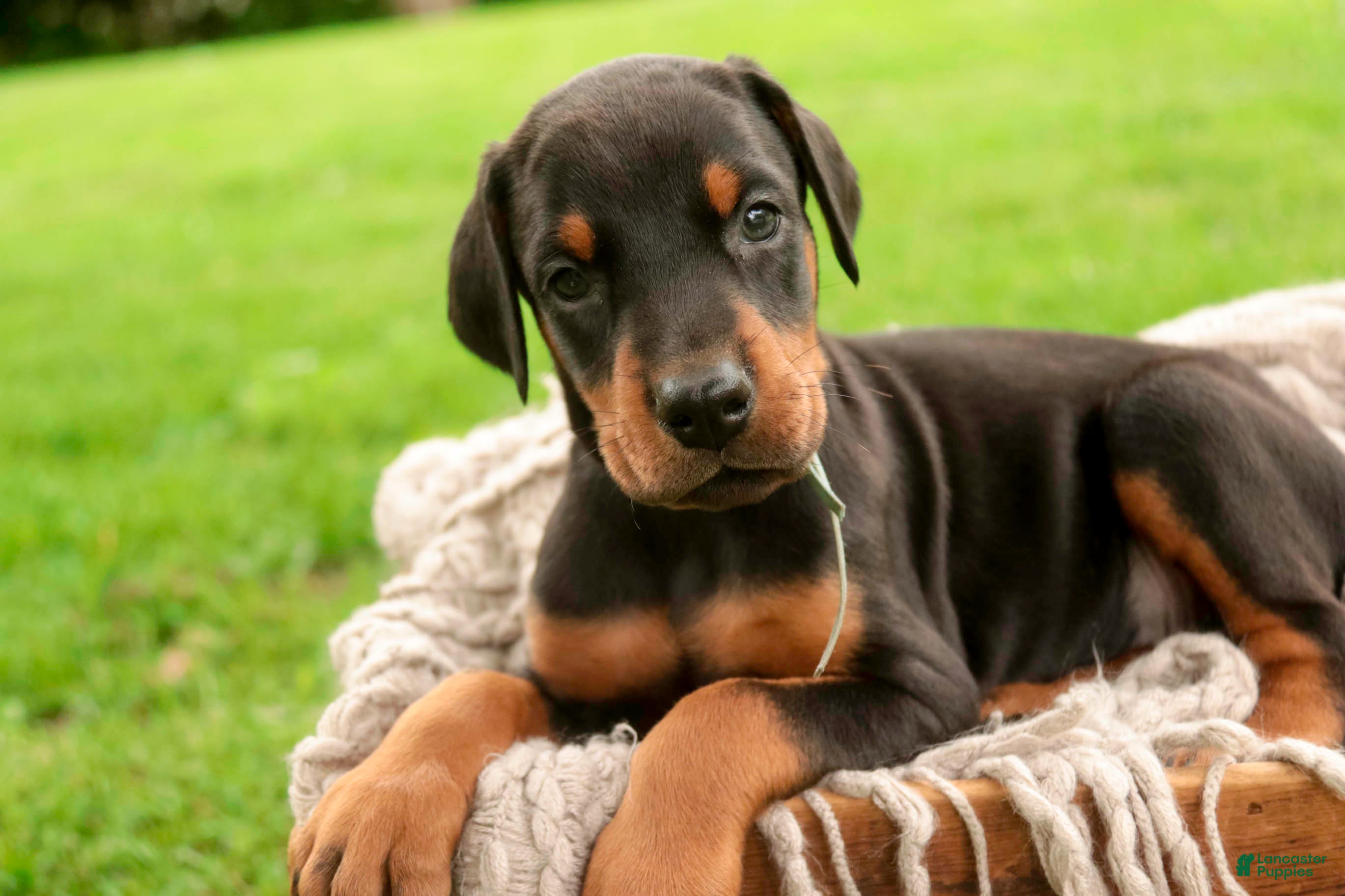 Doberman Pinscher dogs Cedric - Ad 1