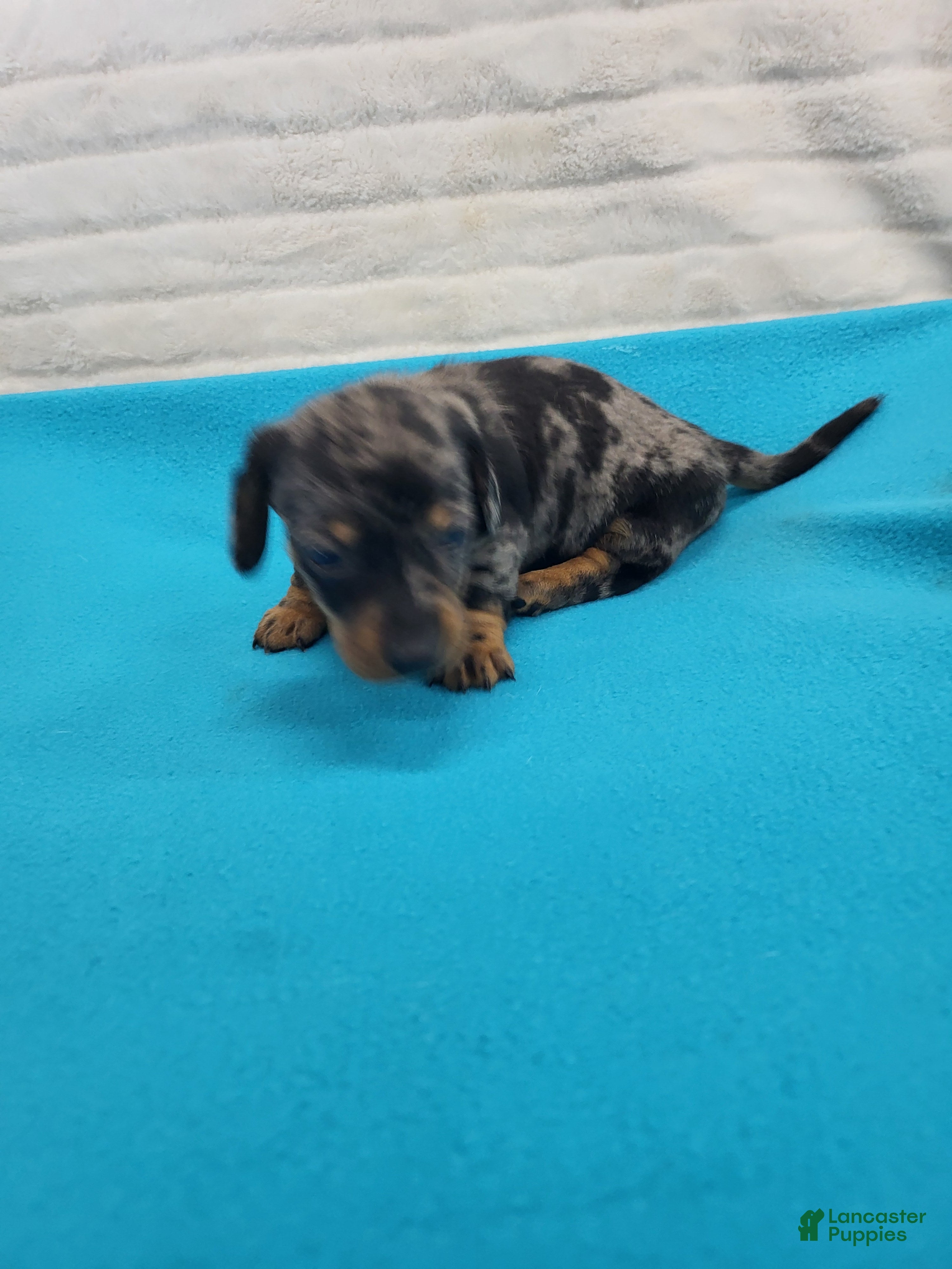 Miniature Dachshund dogs Hudson - Ad 2