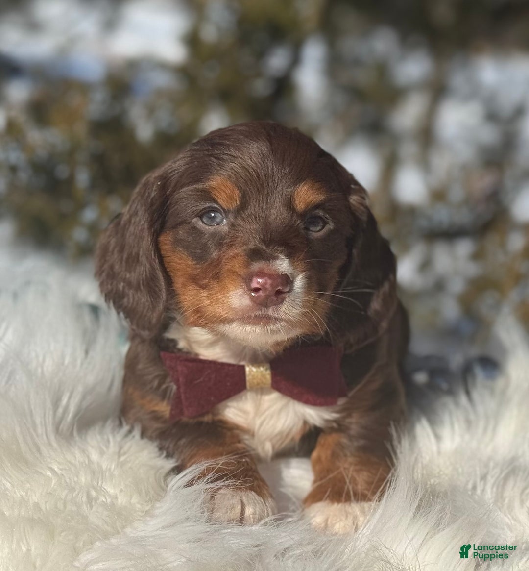 Miniature Dachshund dogs for sale: Jingle - Ad 2