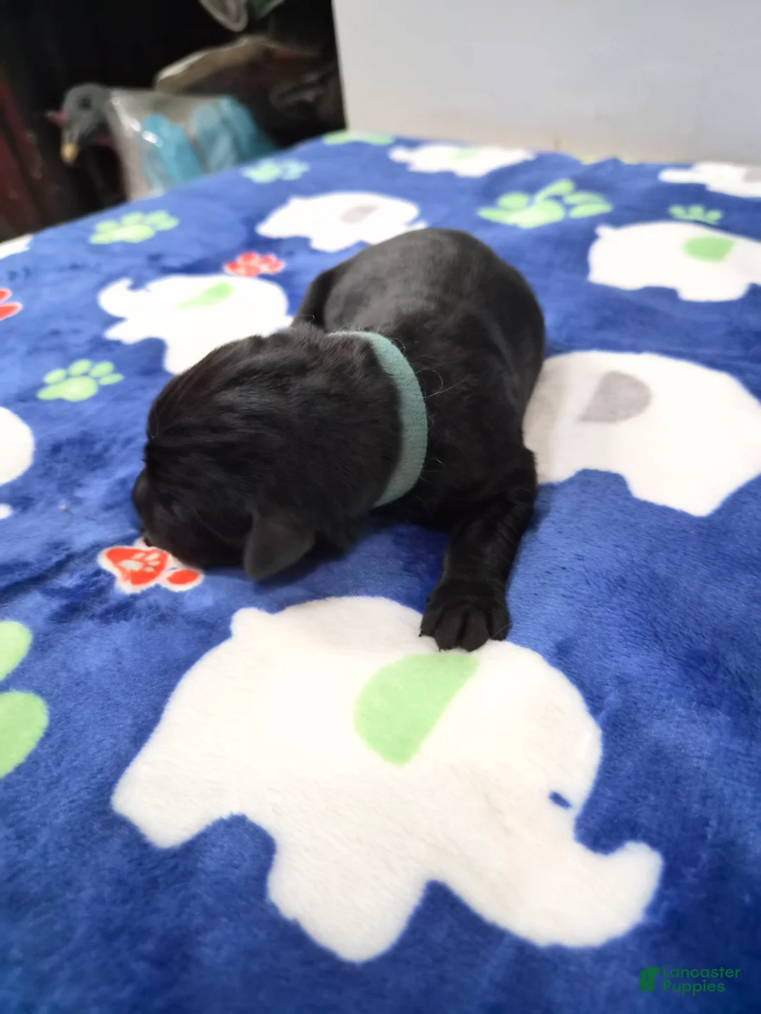 Goldador dogs for sale: Rosco - Ad 2
