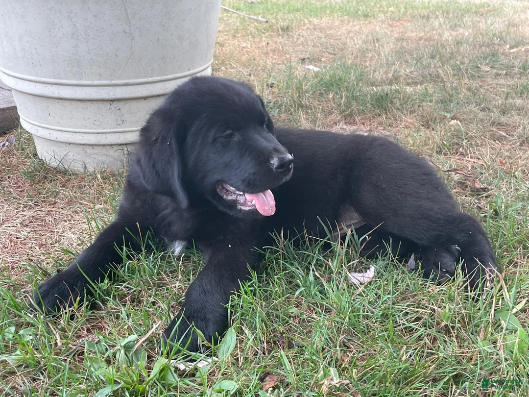 Mixed Breed dogs for sale: Midnight  - Ad 2