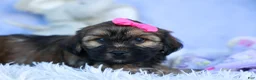 Shorkie dogs for sale: SADIE - Ad 10