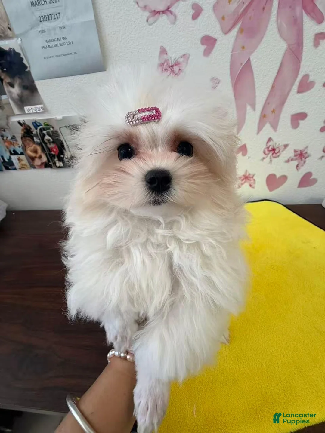 Maltese dogs for sale: poodle gray - Ad 2