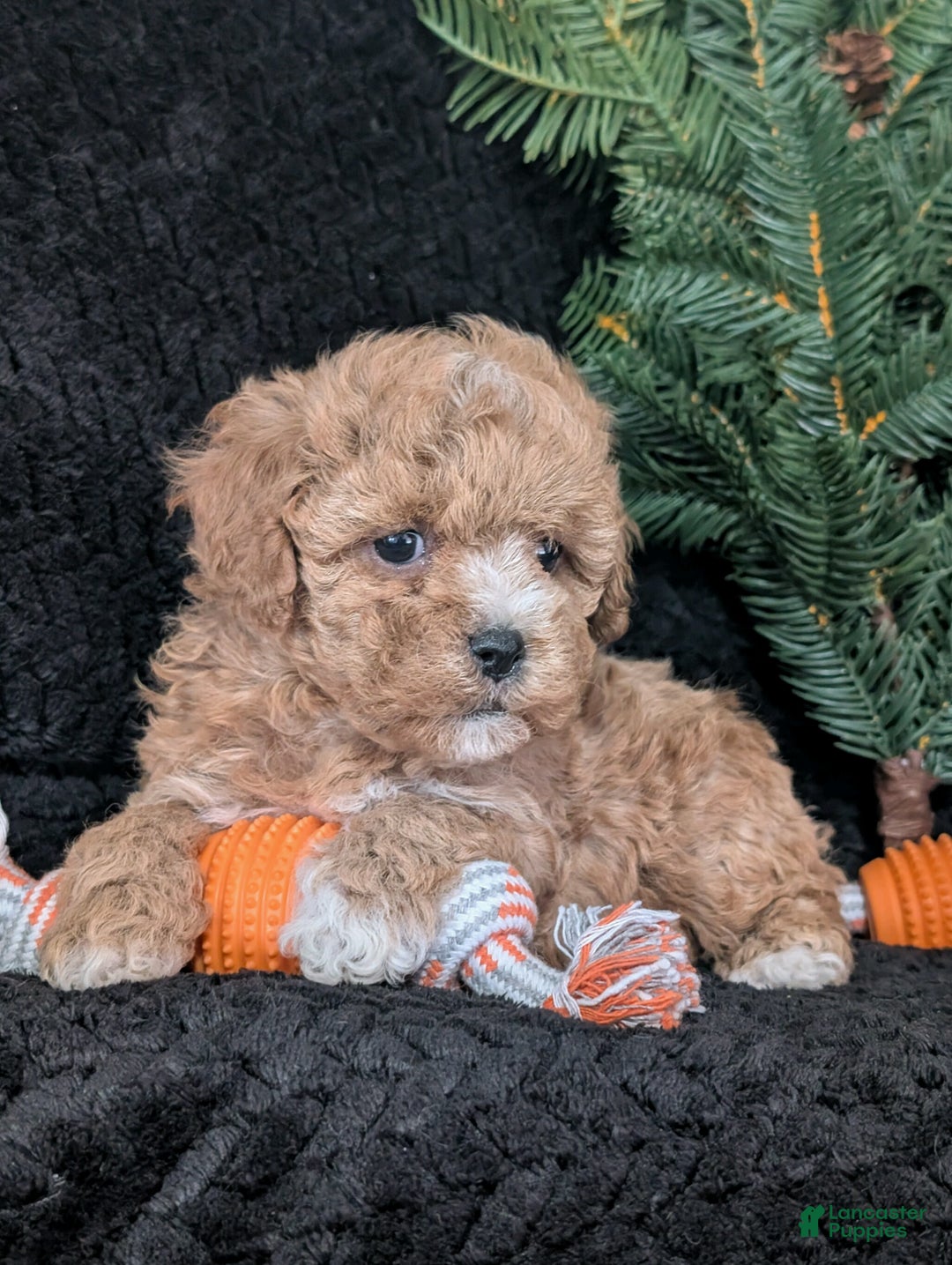 Cavachon dogs for sale: Susie  - Ad 2