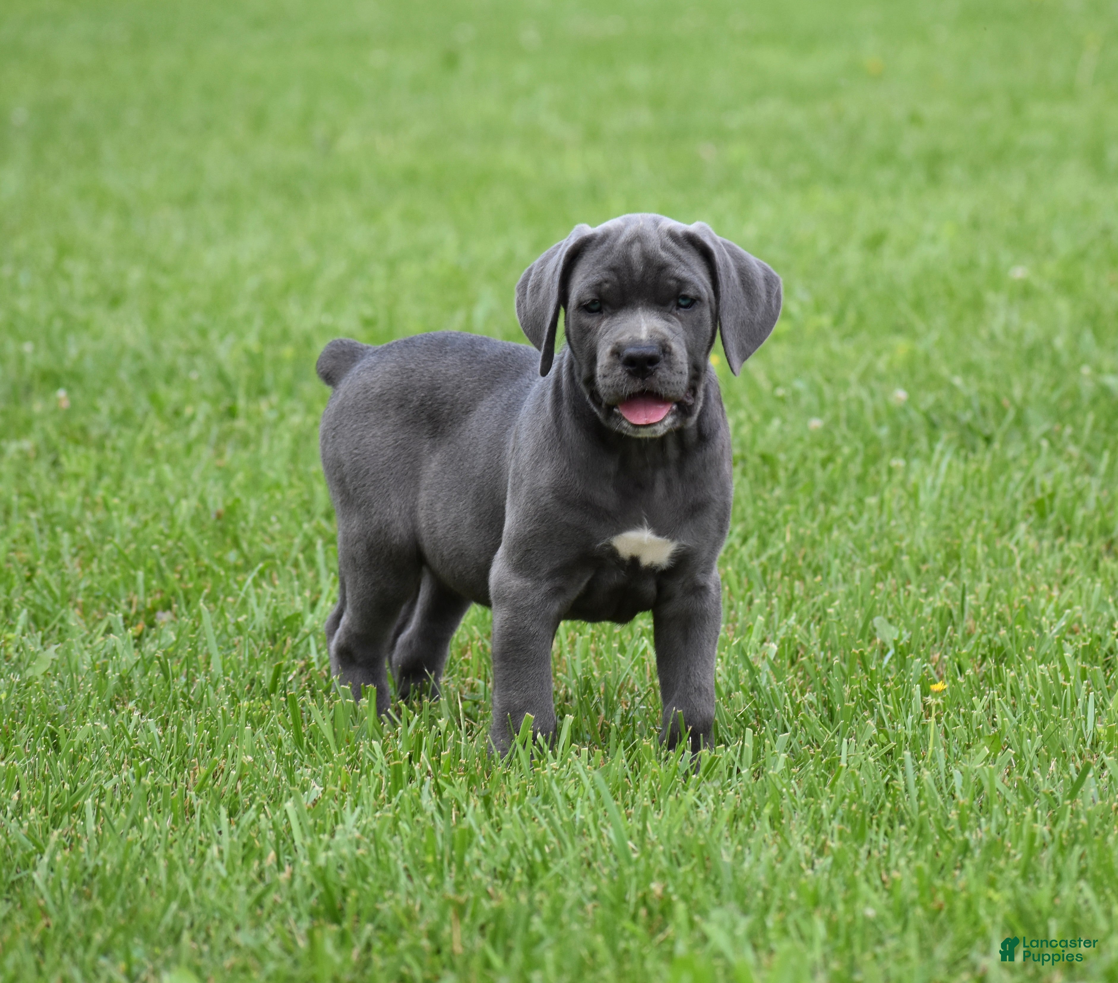 Cane Corso dogs Brooke - Ad 1