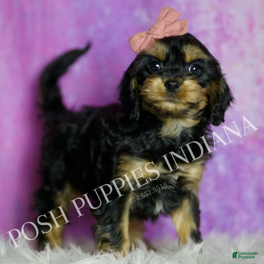 Cavapoo dogs for sale: Kisses Adorable F1 Champion Lines Cavapoo! - Ad 2