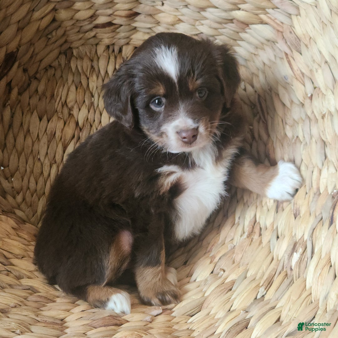 Mixed Breed dogs for sale: Prancer - Ad 3