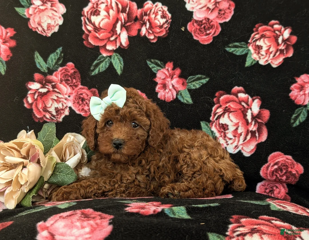 Miniature Poodle dogs for sale: Francesca 10 lbs Full Grown - Ad 4