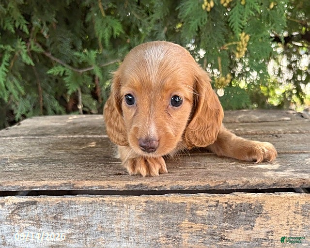 Miniature Dachshund dogs Honey - Ad 2