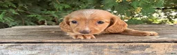 Miniature Dachshund dogs for sale: Honey - Ad 2