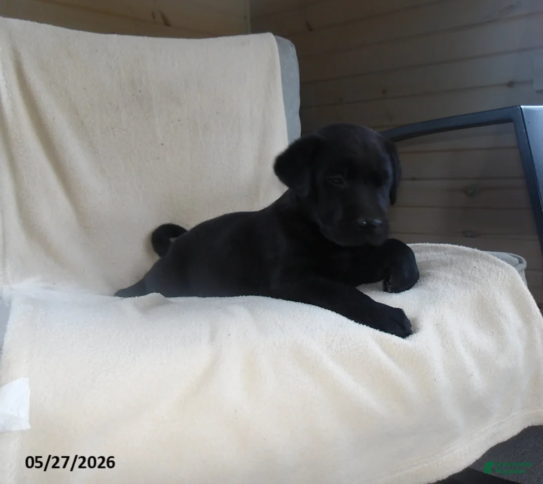 Labrador Retriever dogs for sale: Ralph - Ad 3