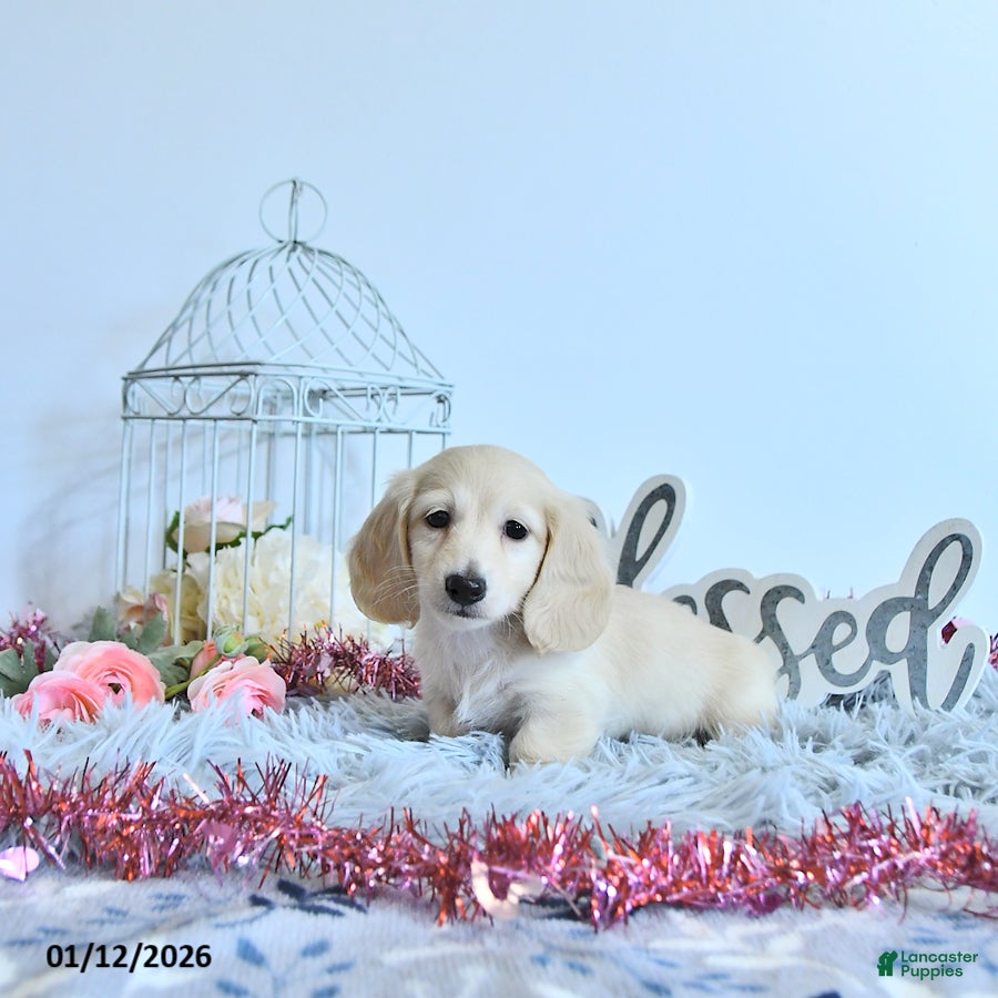 Miniature Dachshund dogs Finnley - Ad 25