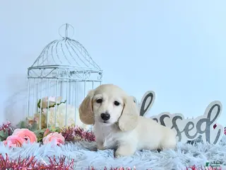 Miniature Dachshund dogs Finnley - Ad 17