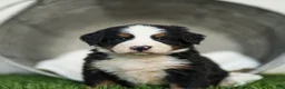 Bernese Mountain Dog dogs for sale: Jeffery Bernese Mountain Dog  - Ad 3