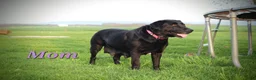 Mixed Breed dogs for sale: Eclipse - Ad 3