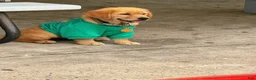 Golden Retriever dogs for sale: Muffin - Ad 4