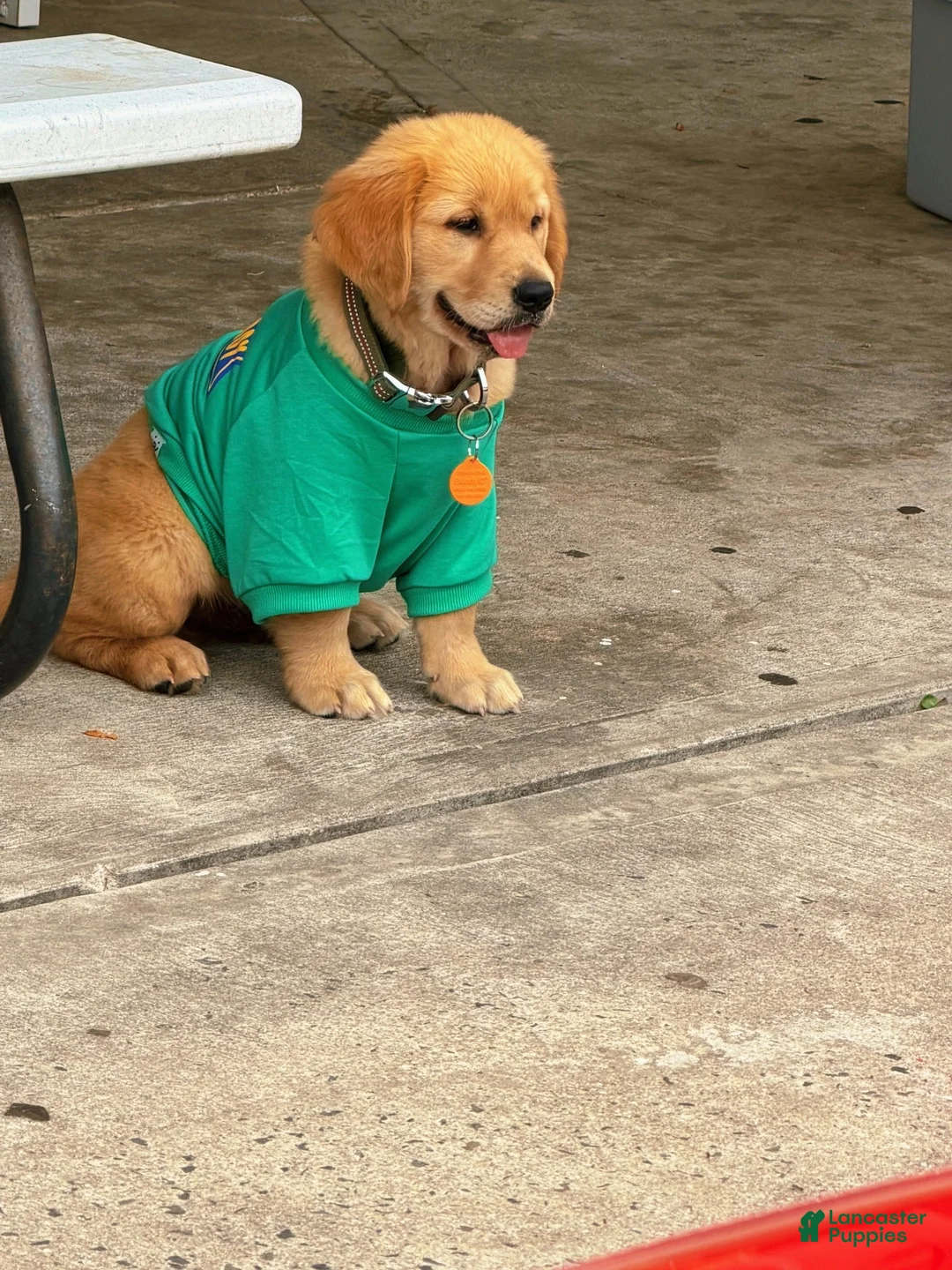 Golden Retriever dogs for sale: Muffin - Ad 4