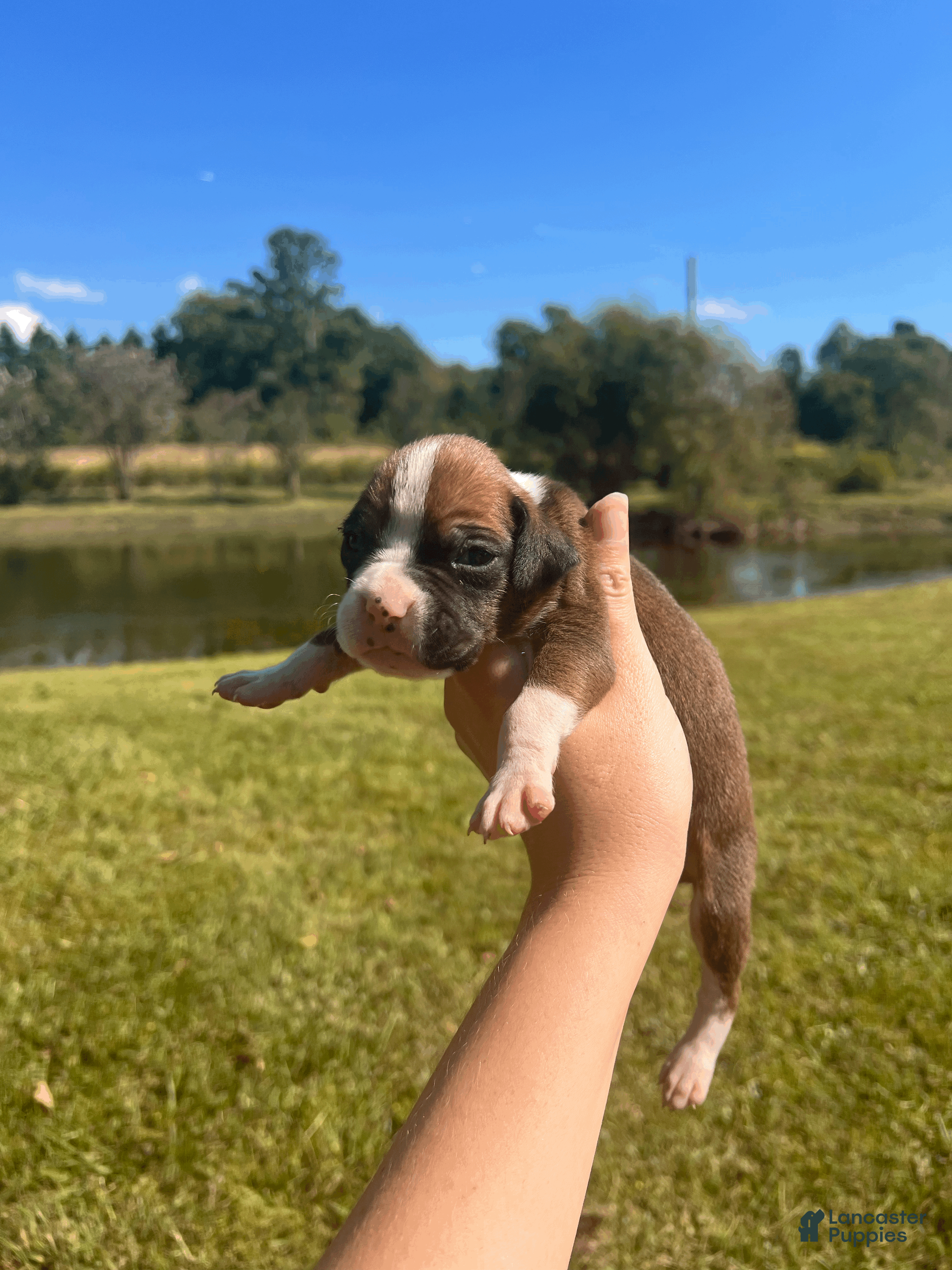Boxer dogs AKC Boxer - Female 2 - Ad 33