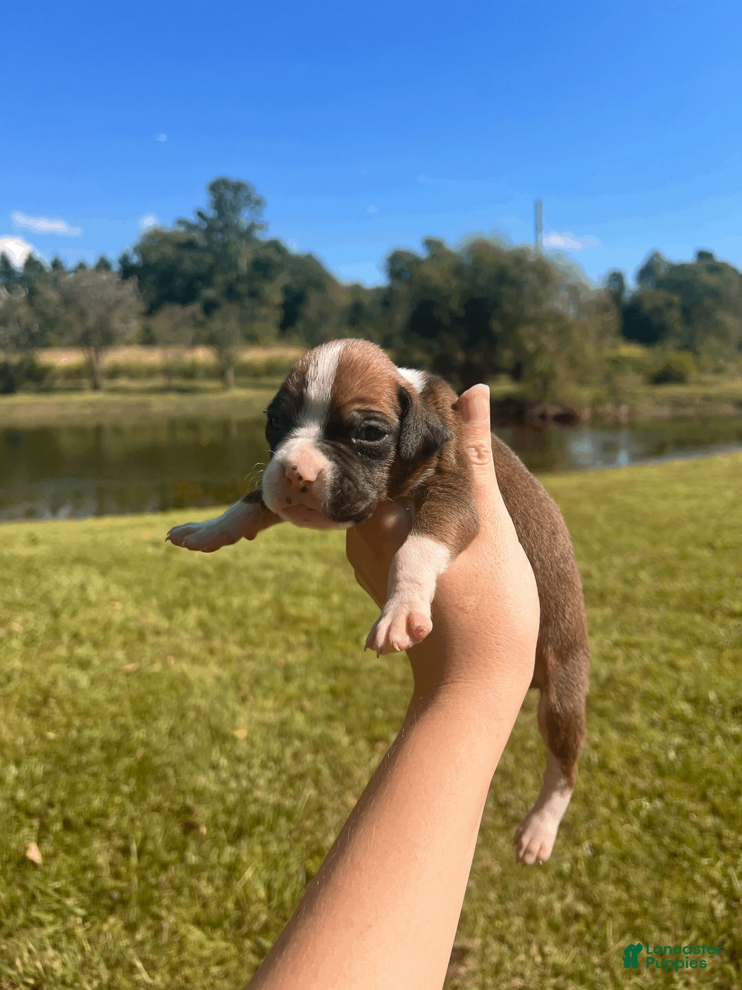 Boxer dogs for sale: AKC Boxer - Female 2 - Ad 1