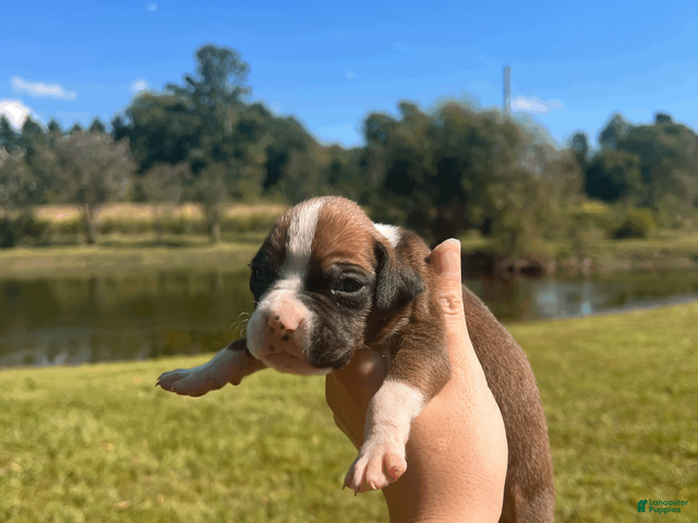 Boxer dogs AKC Boxer - Female 2 - Ad 23