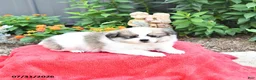 Mixed Breed dogs for sale: Biscuit - Ad 4