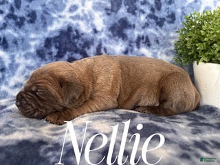 Cane Corso dogs Nellie - Ad 19