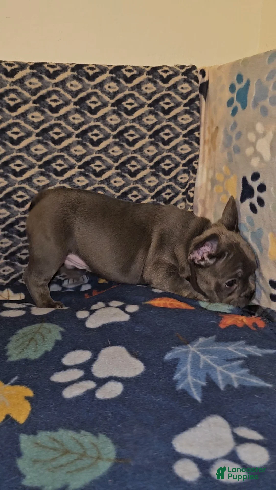 French Bulldog dogs for sale: French Bulldog Puppy 3 - Ad 2