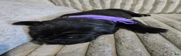 Mixed Breed dogs for sale: Purple - Ad 14