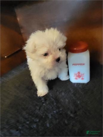 Maltese dogs for sale: Maltese Puppy 1 - Ad 1