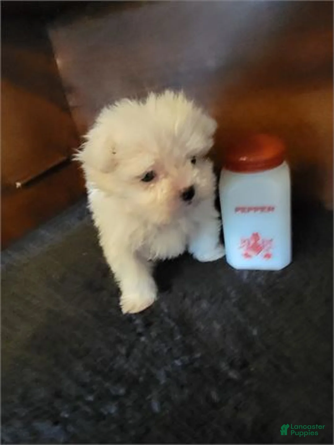 Maltese dogs for sale: Maltese Puppy 1 - Ad 1