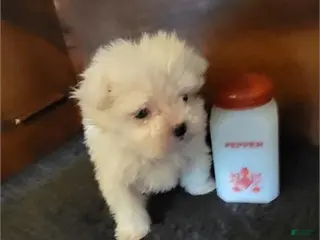 Maltese dogs for sale: Maltese Puppy 1 - Ad 1